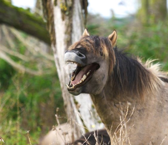 Horse With Dog Mouth Image